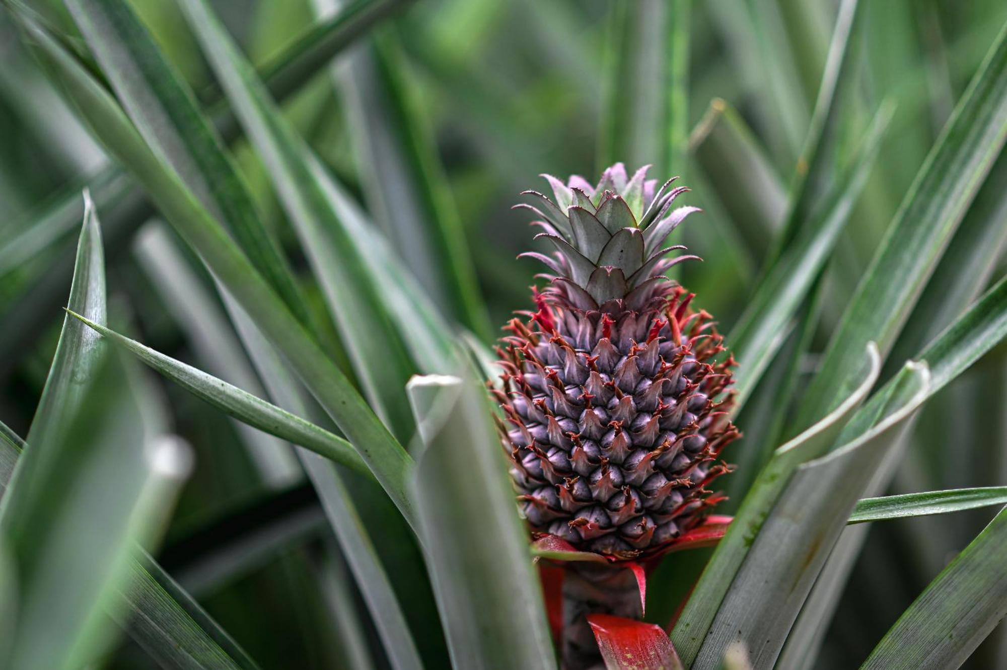 Pineapple Studio Ponta Delgada Exteriér fotografie