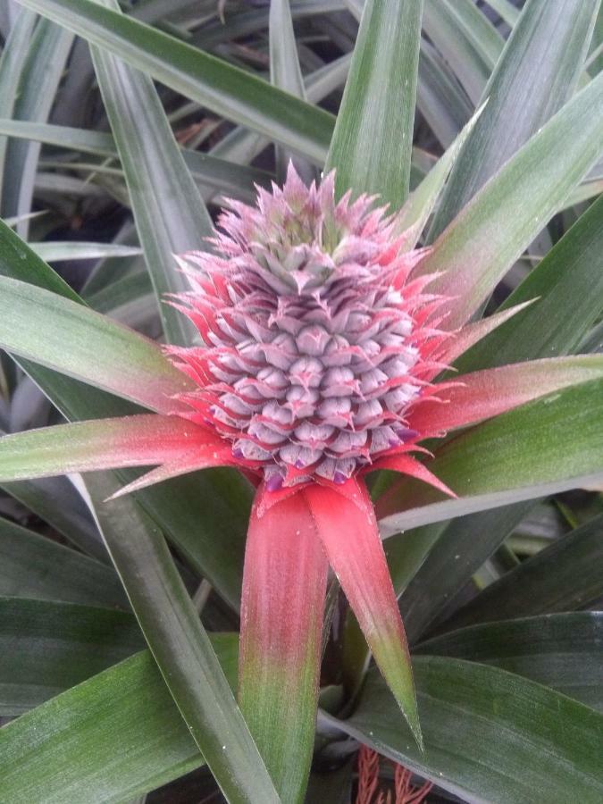 Pineapple Studio Ponta Delgada Exteriér fotografie